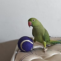 Avatar do usuário